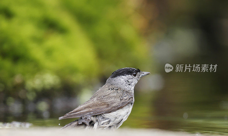 黑冠林莺(Sylvia atricapilla)雄性沐浴